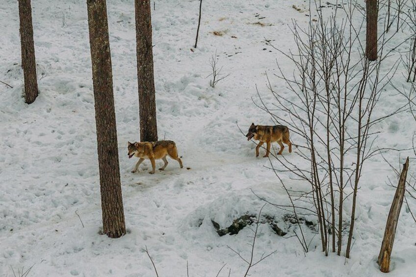 Two wolves walking in a snowy forest. 1