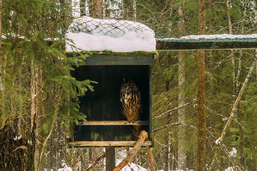 A birdhouse in a snowy forest. 5