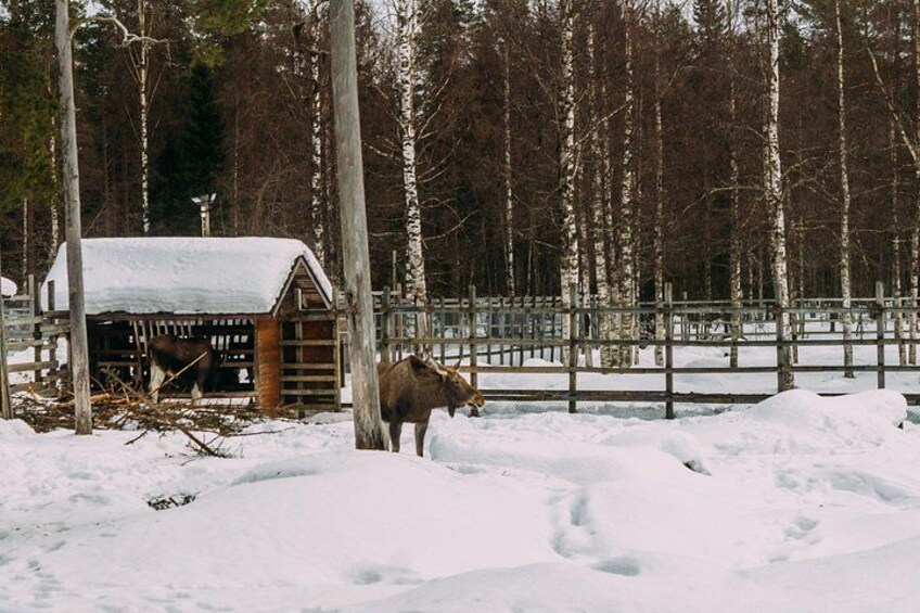 A snowy landscape with a wooden barn and a moose. 2