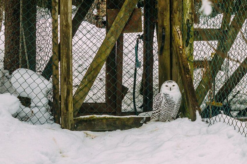 Two owls in a snowy enclosure with a wooden structure and chain-link fence. 4
