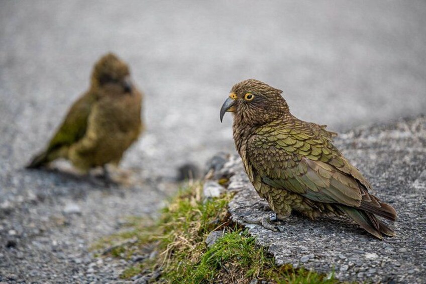 Cheeky Kea parrots—found nowhere else on Earth 4