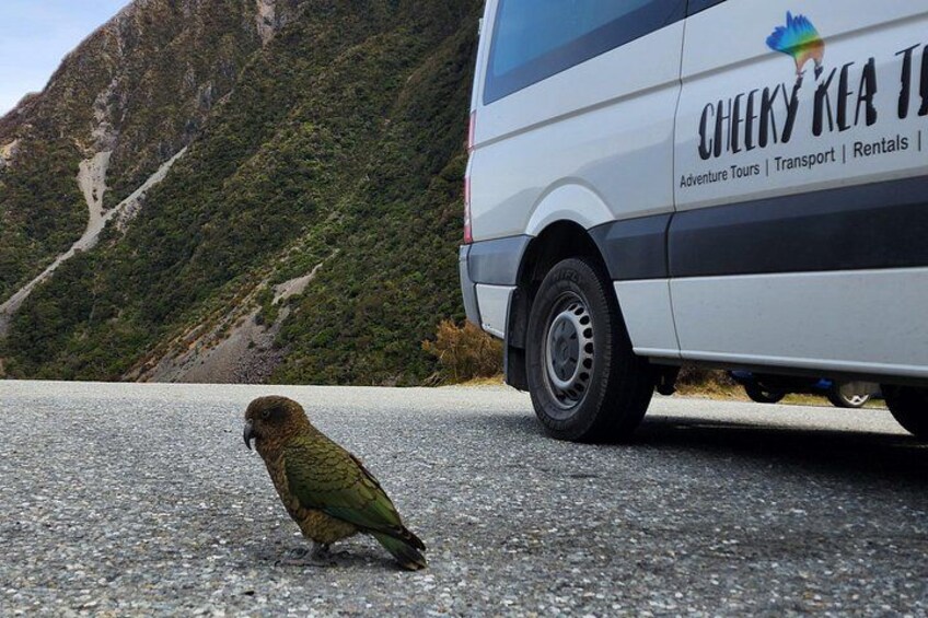 Kea encounter on your Arthur's Pass adventure 5
