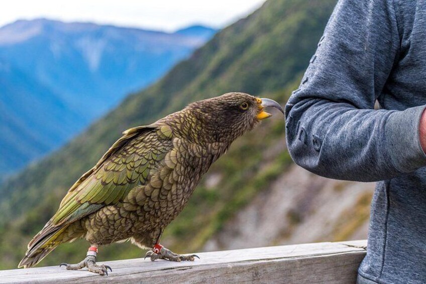 Up close with the curious Kea—New Zealand's only alpine parrot 5