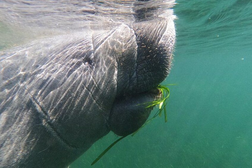 Un éléphant immergé dans l’eau, sa trompe tenant de la végétation verte. 2