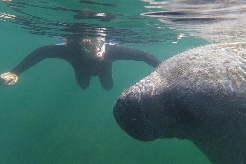 A person swimming underwater with a manatee. 2