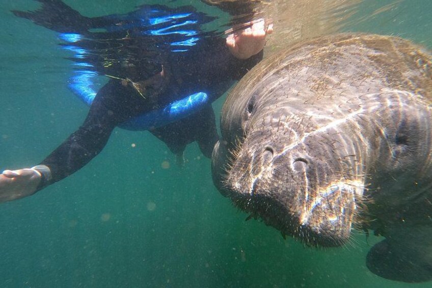 Une personne nageant avec un grand mammifère marin. 4