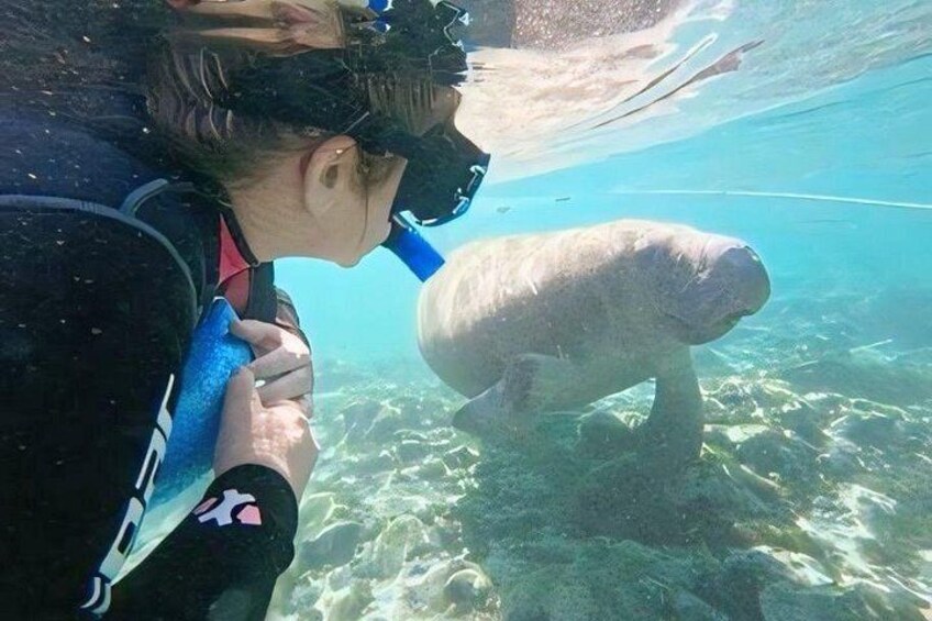 Crystal River: Semi-Private Manatee Swim Tour With In Water Guide 2