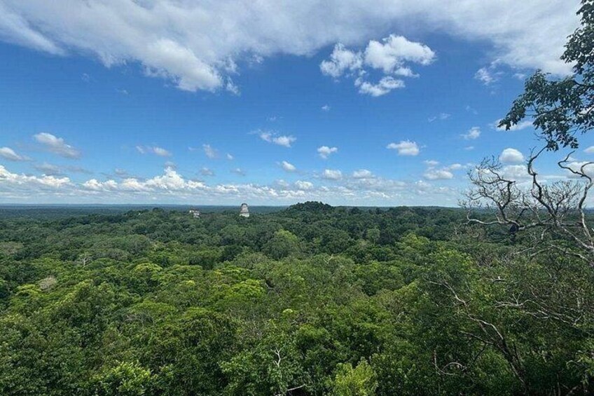 A dense forest with a clear sky and a distant white structure. 2