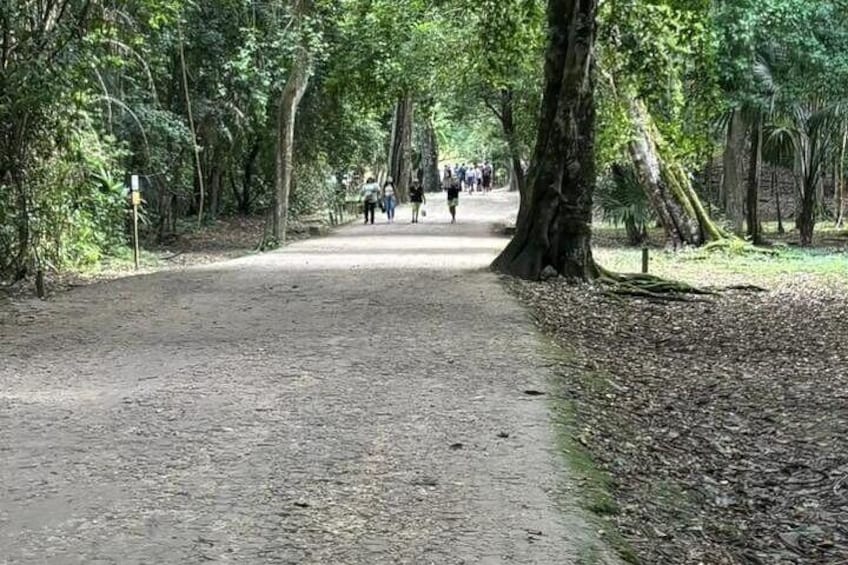 A forest path with people walking. 3