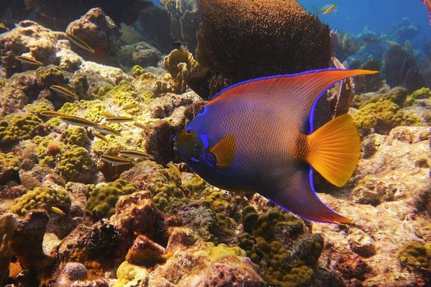 Ein blauer und gelber Fisch schwimmt in der Nähe eines Korallenriffs. 1