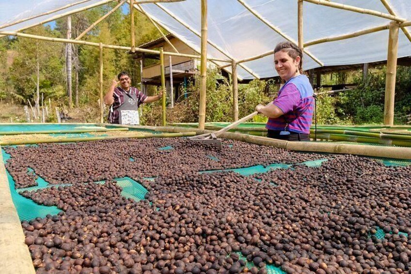 Processing Methods: A deep dive into the science of Washed, Honey, and Natural processing. You’ll see how each method alters the coffee's sweetness, acidity, and body. 5
