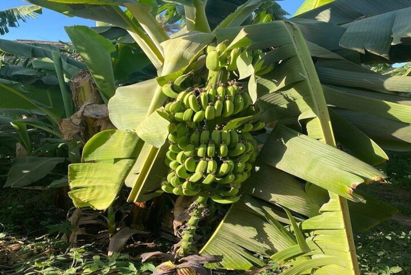 Een bananenplant met een tros groene bananen. 2