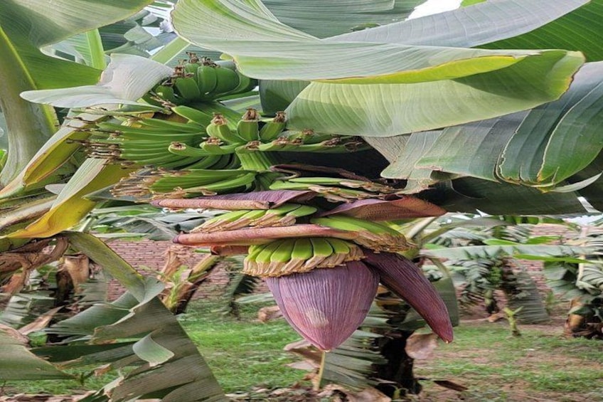 Een bananenboom met groene bananen en een grote paarse bloem. 5