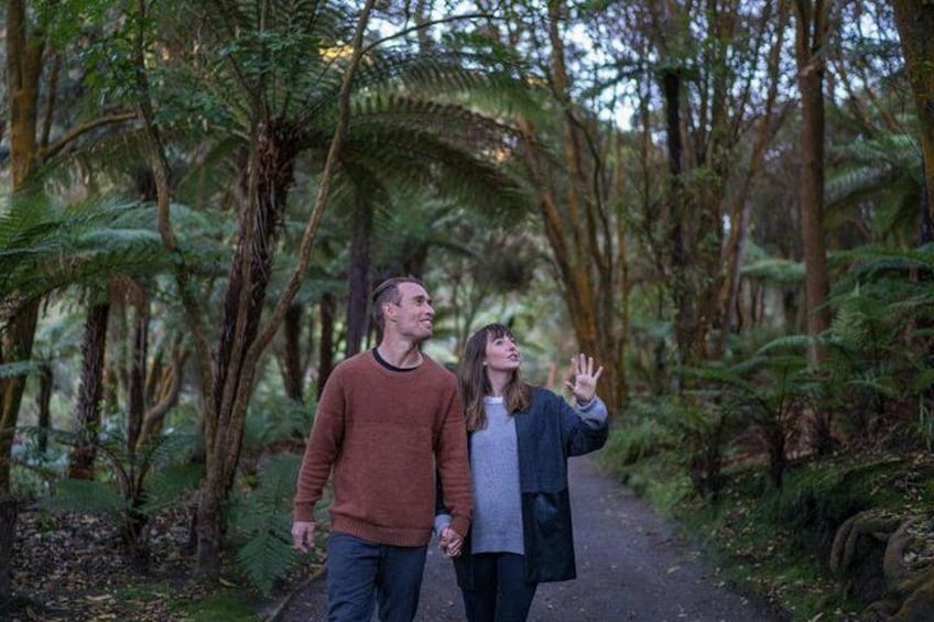 Two people walking on a forest path surrounded by ferns and trees. 4