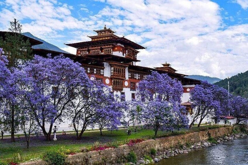 A traditional multi-tiered building with a river in the foreground and purple flowering trees. 5