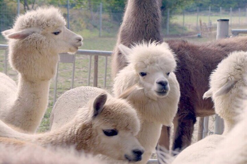 Alpaca and llama hike Moedling near Vienna