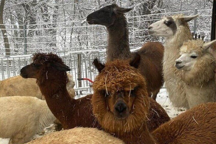 Alpaca and llama hike Moedling near Vienna