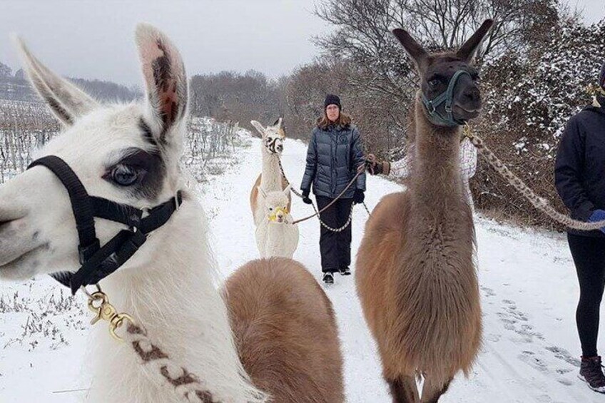 Alpaca and llama hike Moedling near Vienna