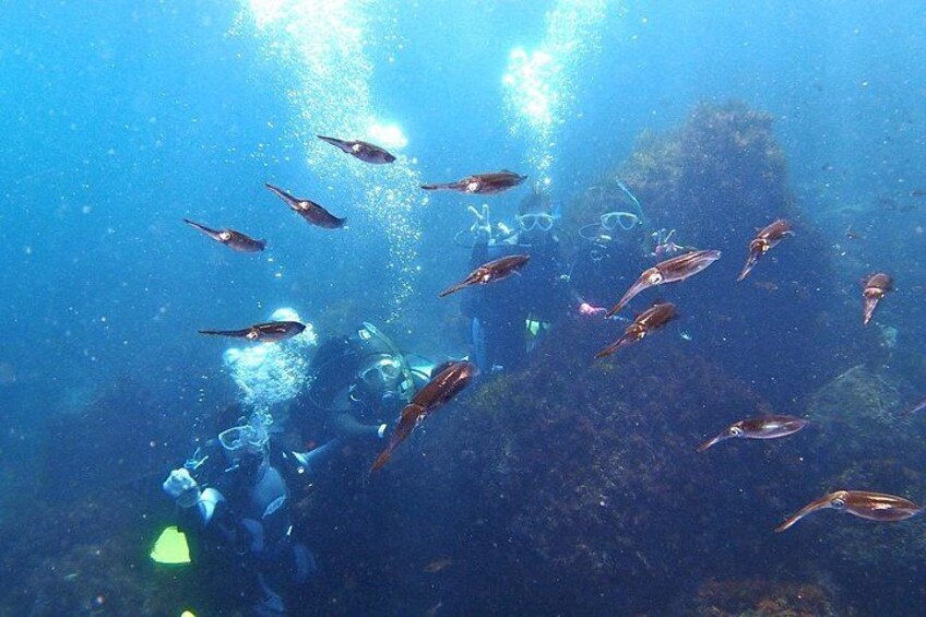 A diver exploring an underwater site with fish swimming around. 5
