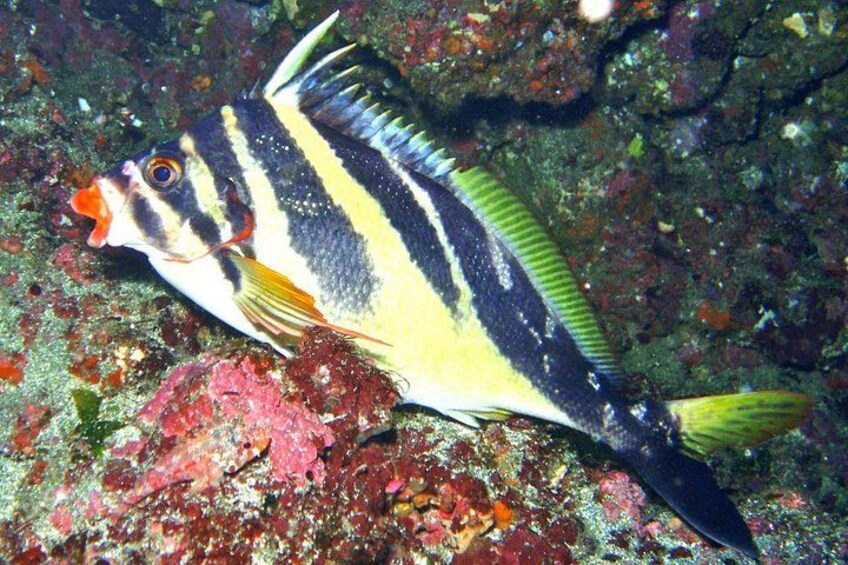 A fish with black and yellow stripes, orange fins, and a red mouth against a rocky underwater background. 1