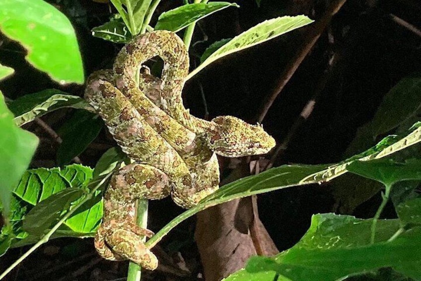 Night Adventures in Monteverde 2