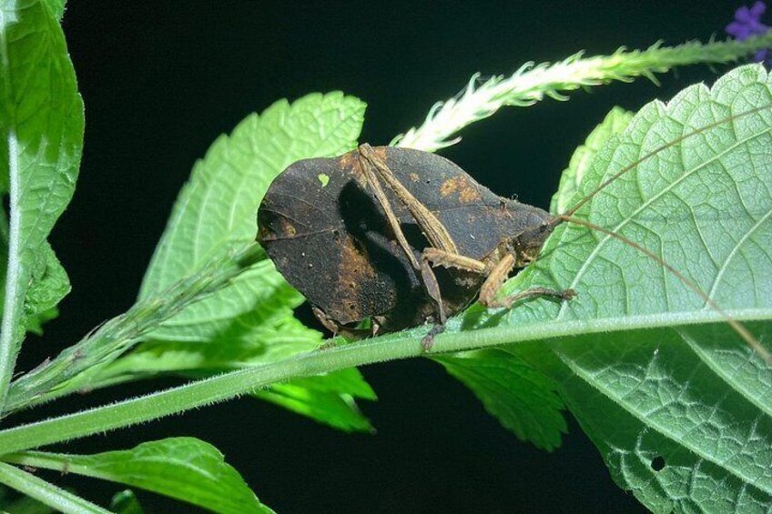 Night Adventures in Monteverde 5