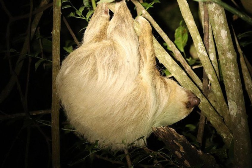 Night Adventures in Monteverde 1