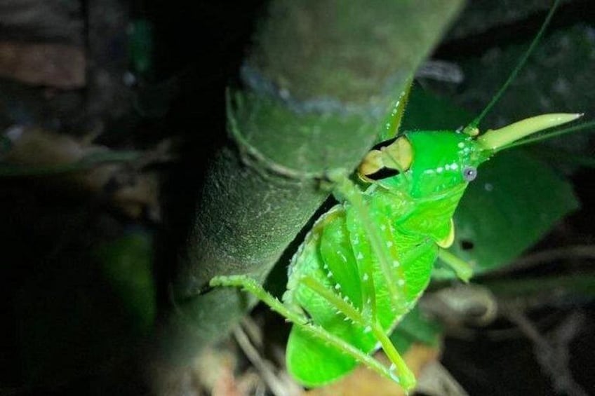 Night Adventures in Monteverde 2
