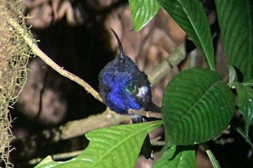 Night Adventures in Monteverde 4