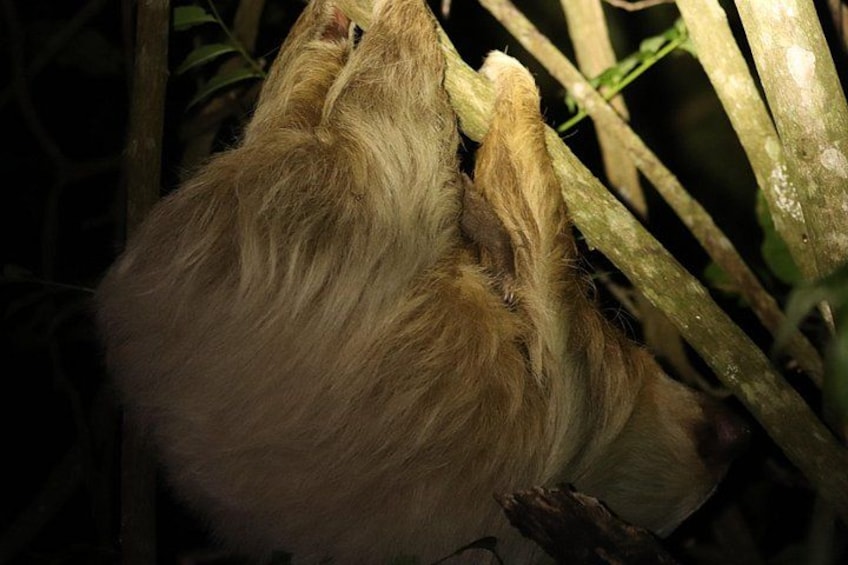 Night Adventures in Monteverde 3