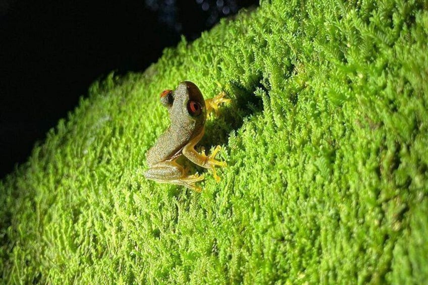 Night Adventures in Monteverde 3