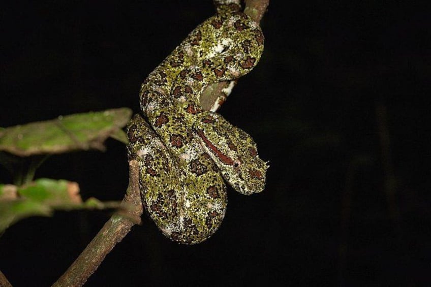 Night Adventures in Monteverde 4
