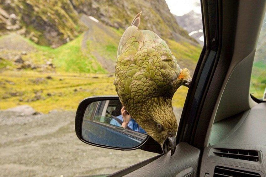 A bird perched on a car's side mirror. 4