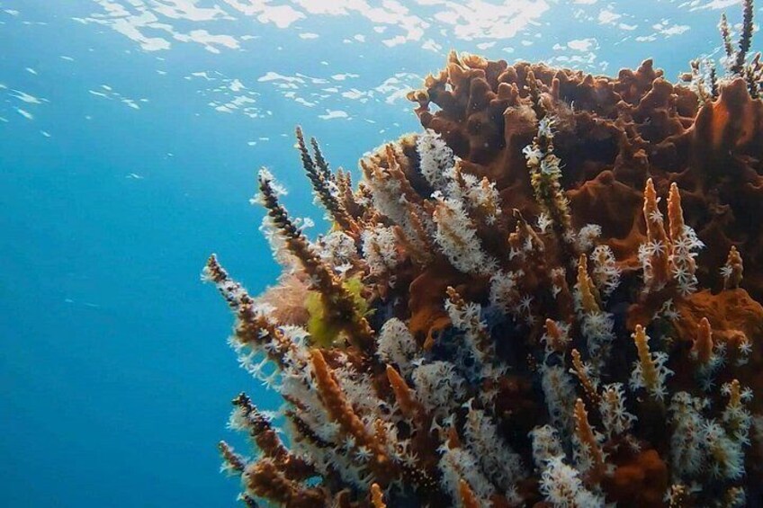 Un arrecife de coral con formaciones ramificadas y agua azul cristalina. 1