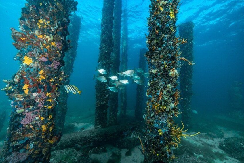 Busselton Jetty and Underwater Sculptures Snorkel Boat Tour 2