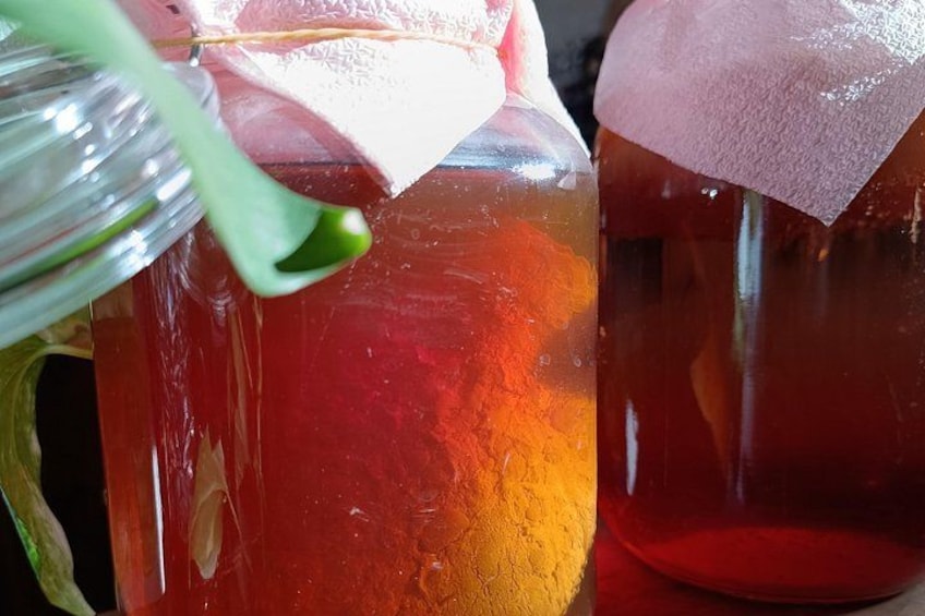 Kombucha Making Workshop in Cyprus 2