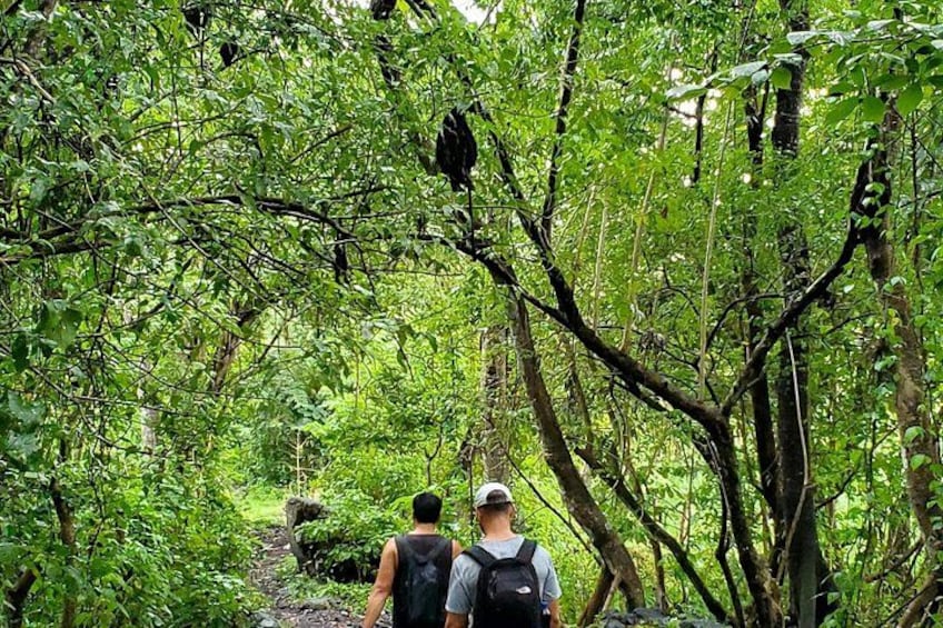 Sentiero nella foresta, ricco di verde vegetazione, con una persona che cammina con uno zaino. 5