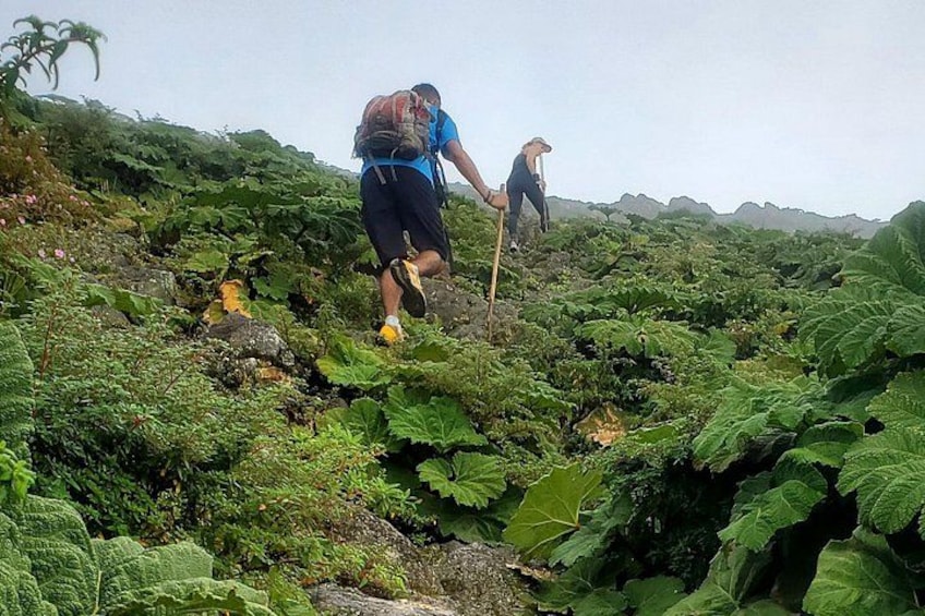 Due escursionisti salgono un pendio verdeggiante e rigoglioso, ricoperto da fitta vegetazione. 3