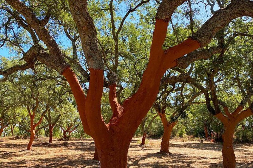 Cork Trees by Almendres 4
