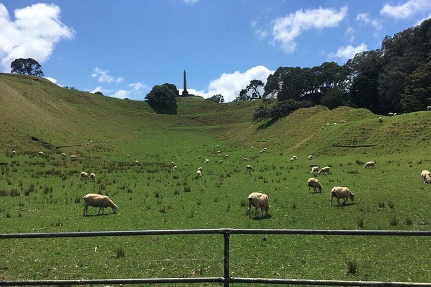 Sheep at One Tree Hill side crater 5