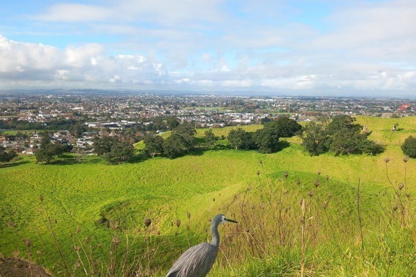 Half-Day Volcano Tour from Auckland 3