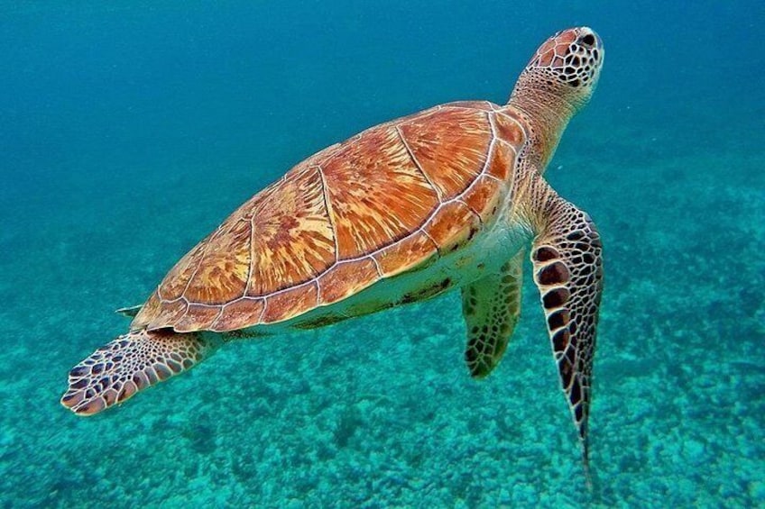 Scuba Dive and Snorkel Private Charter in Puerto Rico 4