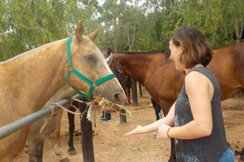 Horse Riding in the Argentine Countryside – Beginner Friendly 2