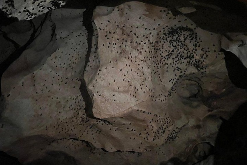 Chiang Dao Cave & 5 Hill Tribe villages 5