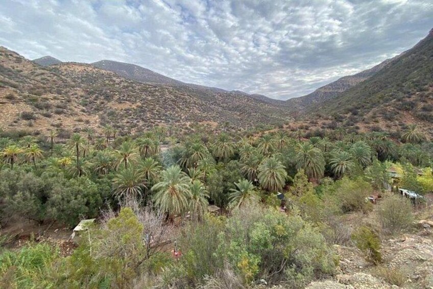 A desert landscape with sparse vegetation, including palm trees, and distant mountains under a cloudy sky. 2