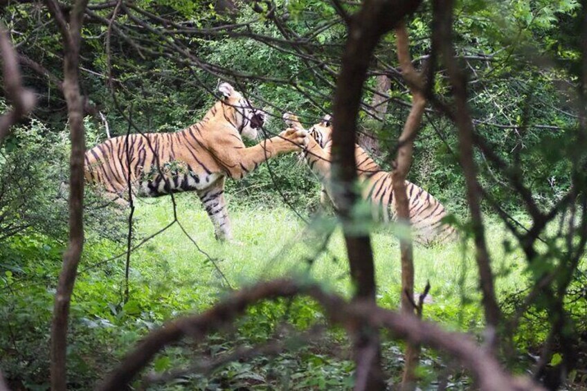 Two tigers in a forested area. 1