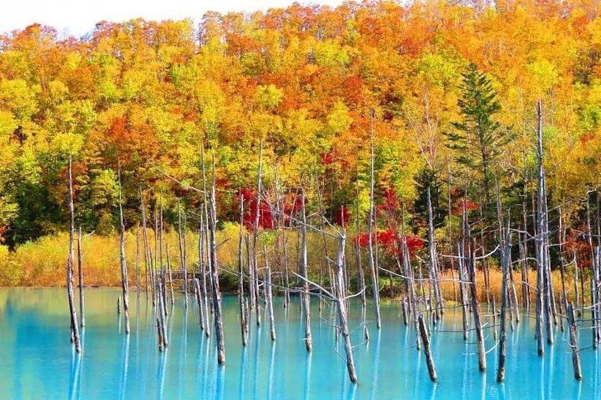 A forest with tall trees and a body of water. 3