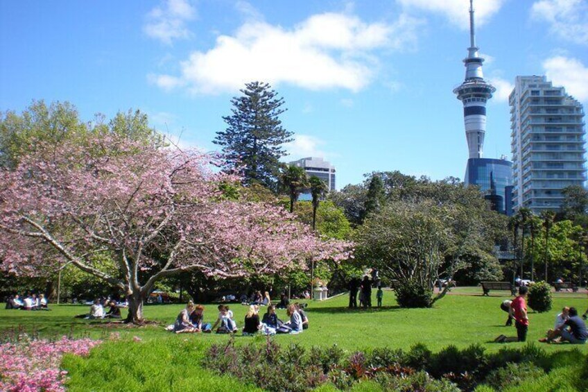 Full Day Private Shore Tour in Auckland from Tauranga Cruise Port