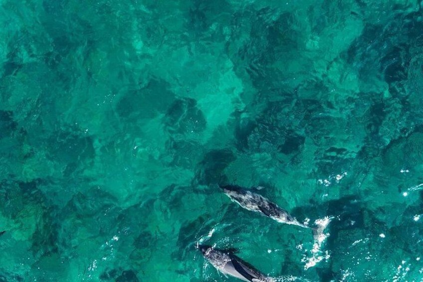 A clear turquoise water body with two dolphins swimming. 2