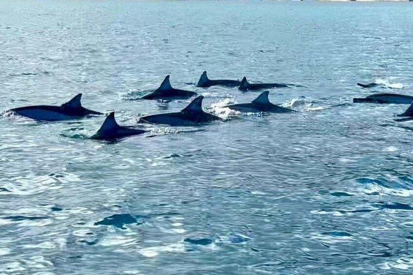 A group of dolphins swimming in the ocean. 4
